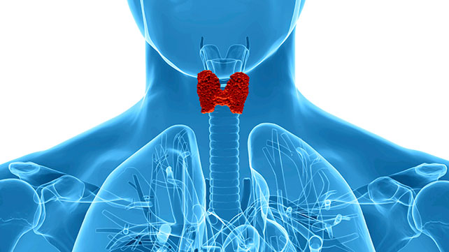 Thyroid
